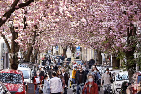 Symbolfoto Bonner Kirschblüte