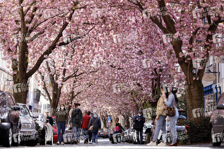 Symbolfoto Bonner Kirschblüte