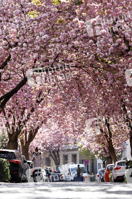 Symbolfoto Bonner Kirschblüte
