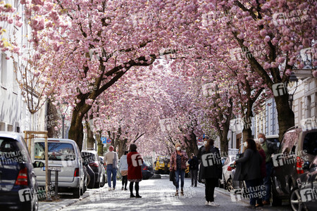 Symbolfoto Bonner Kirschblüte