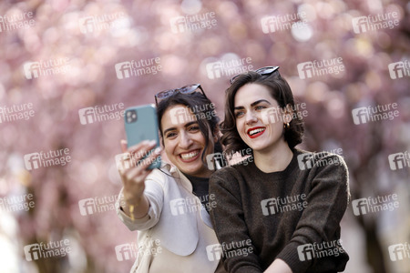 Symbolfoto Bonner Kirschblüte