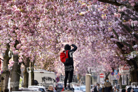 Symbolfoto Bonner Kirschblüte