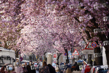 Symbolfoto Bonner Kirschblüte