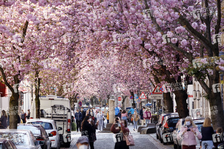 Symbolfoto Bonner Kirschblüte
