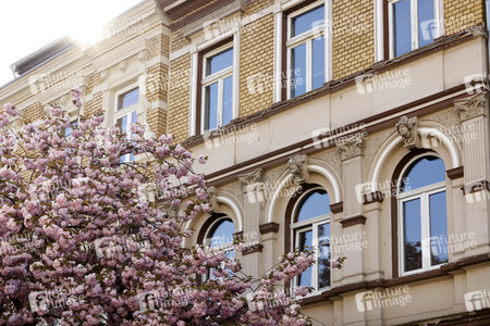 Symbolfoto Bonner Kirschblüte