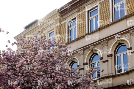 Symbolfoto Bonner Kirschblüte