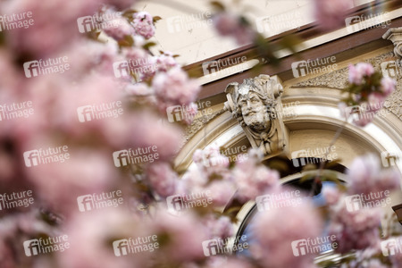 Symbolfoto Bonner Kirschblüte