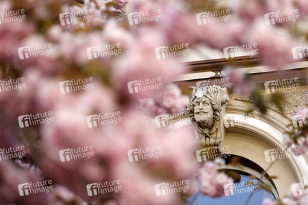 Symbolfoto Bonner Kirschblüte