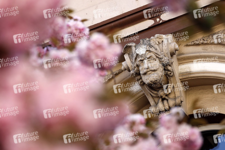 Symbolfoto Bonner Kirschblüte