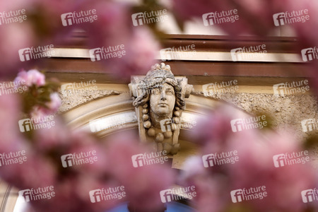 Symbolfoto Bonner Kirschblüte