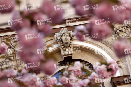 Symbolfoto Bonner Kirschblüte