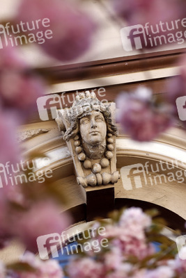 Symbolfoto Bonner Kirschblüte