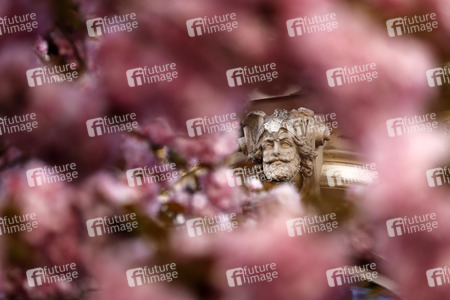 Symbolfoto Bonner Kirschblüte