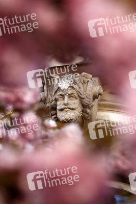 Symbolfoto Bonner Kirschblüte