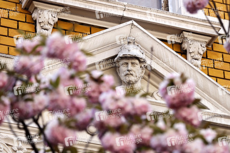Symbolfoto Bonner Kirschblüte