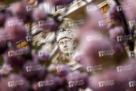 Symbolfoto Bonner Kirschblüte