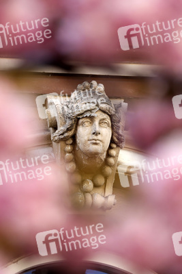 Symbolfoto Bonner Kirschblüte