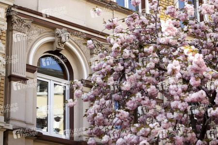 Symbolfoto Bonner Kirschblüte