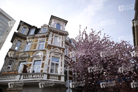Symbolfoto Bonner Kirschblüte