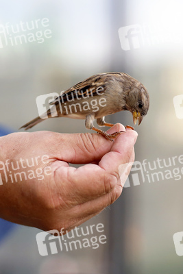 Symbolfoto Vögel füttern