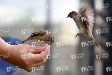 Symbolfoto Vögel füttern