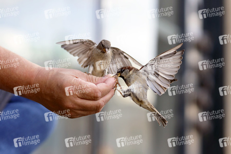 Symbolfoto Vögel füttern