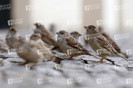 Symbolfoto Vögel füttern