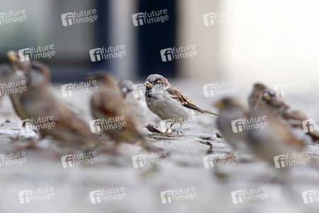 Symbolfoto Vögel füttern