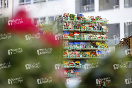 Symbolfoto Blumensamen