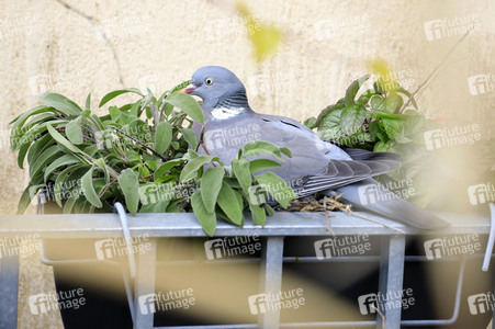 Brütende Taube in Berlin