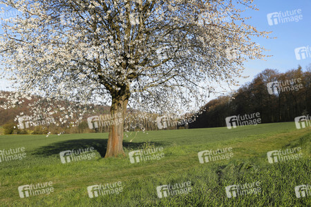NATURE ART: Kirschblüte / Cherry Blossom Bodypainting