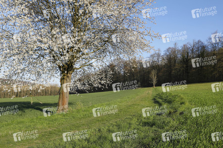 NATURE ART: Kirschblüte / Cherry Blossom Bodypainting