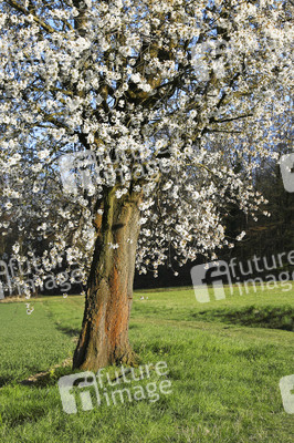 NATURE ART: Kirschblüte / Cherry Blossom Bodypainting