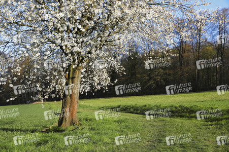 NATURE ART: Kirschblüte / Cherry Blossom Bodypainting