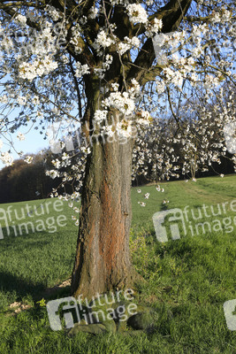 NATURE ART: Kirschblüte / Cherry Blossom Bodypainting