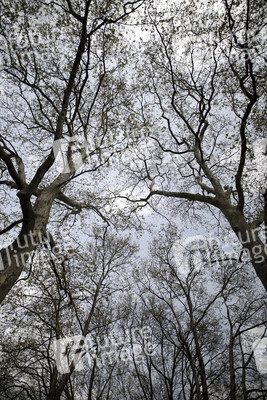 Der Melaten Friedhof in Köln