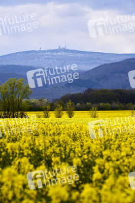 Rapsfeld in Wernigerode