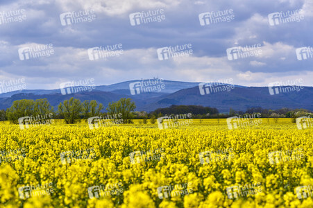 Rapsfeld in Wernigerode