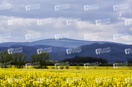 Rapsfeld in Wernigerode