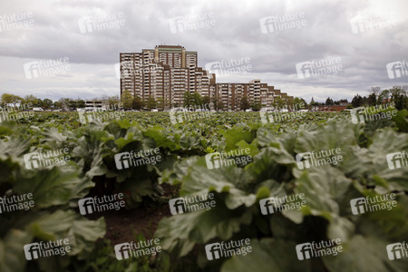 Symbolfoto Kölnberg