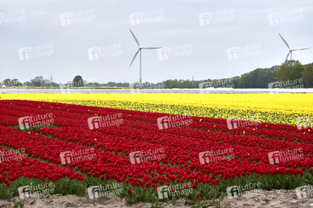 Tulpenfelder in Meine