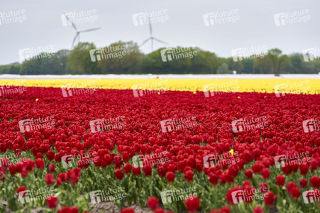 Tulpenfelder in Meine