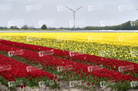 Tulpenfelder in Meine