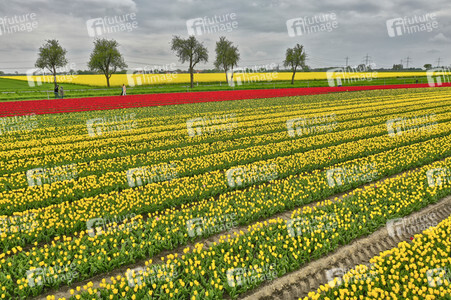Tulpenfelder in Meine