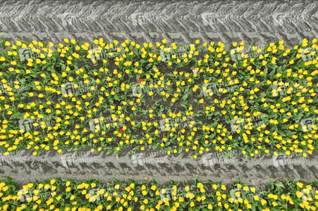 Tulpenfelder in Meine