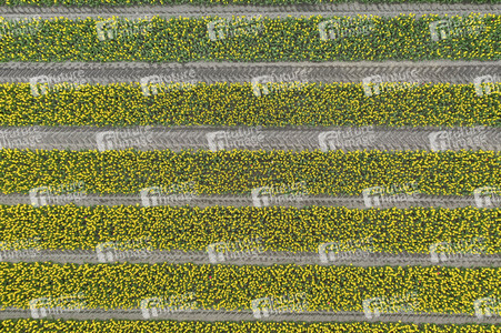 Tulpenfelder in Meine