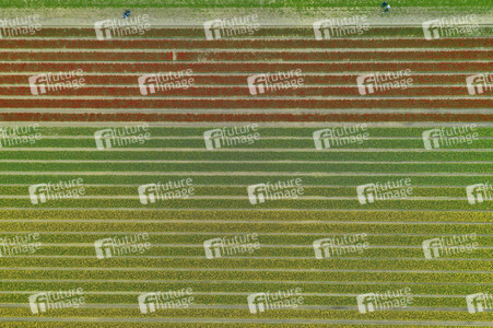 Tulpenfelder in Meine