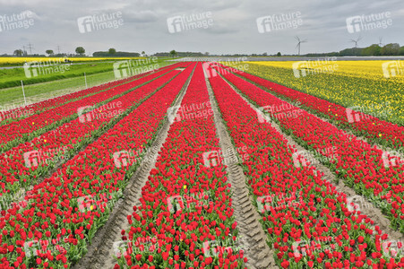 Tulpenfelder in Meine