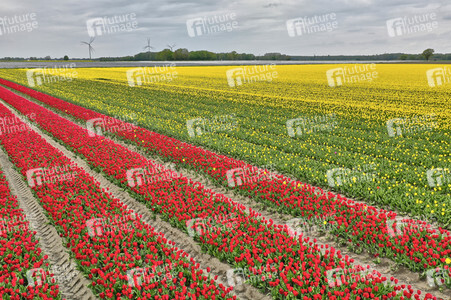 Tulpenfelder in Meine