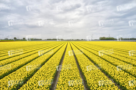 Tulpenfelder in Meine